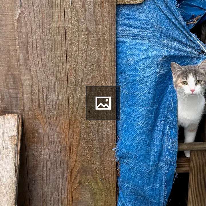 Cat Peeking Through Tarpaulin