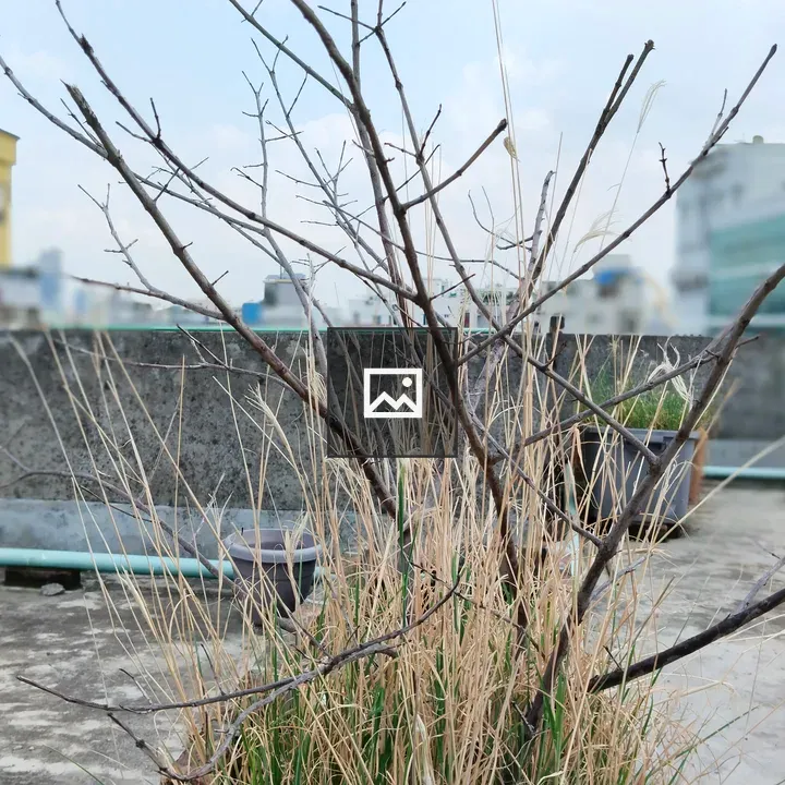 Dry tree in grass with distant buildings