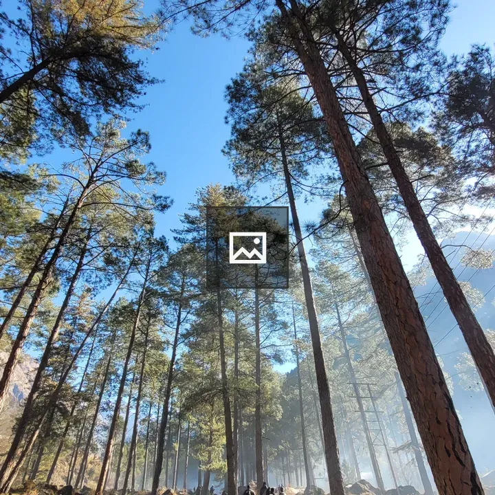 Forest path with walkers