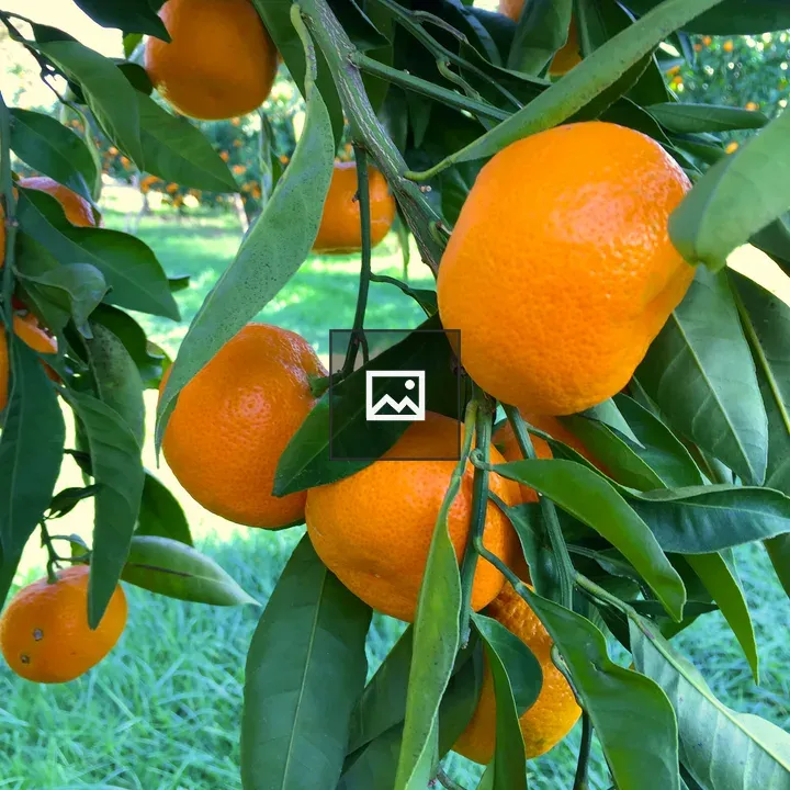 Tree Ripe Satsuma Mandarin