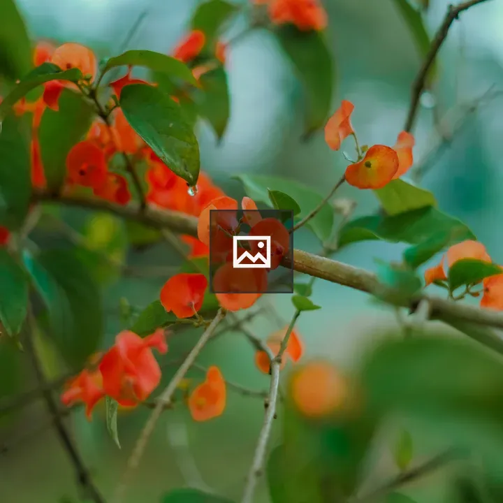 Red Chinese hat flowers