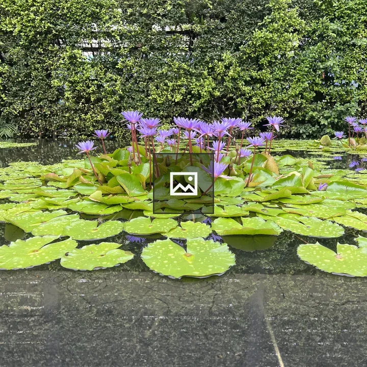 Purple Flowers on Pond