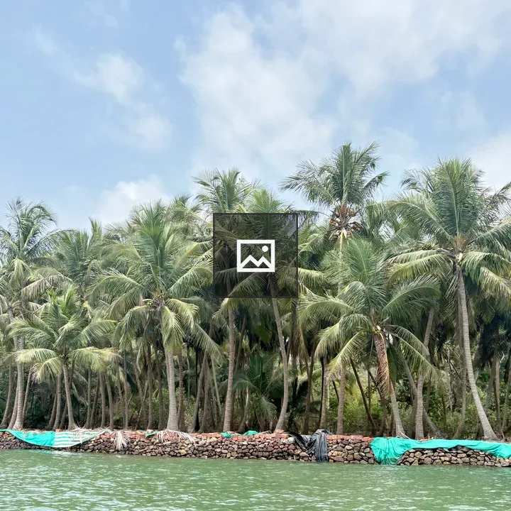 Coconut palm trees behind stone barrier