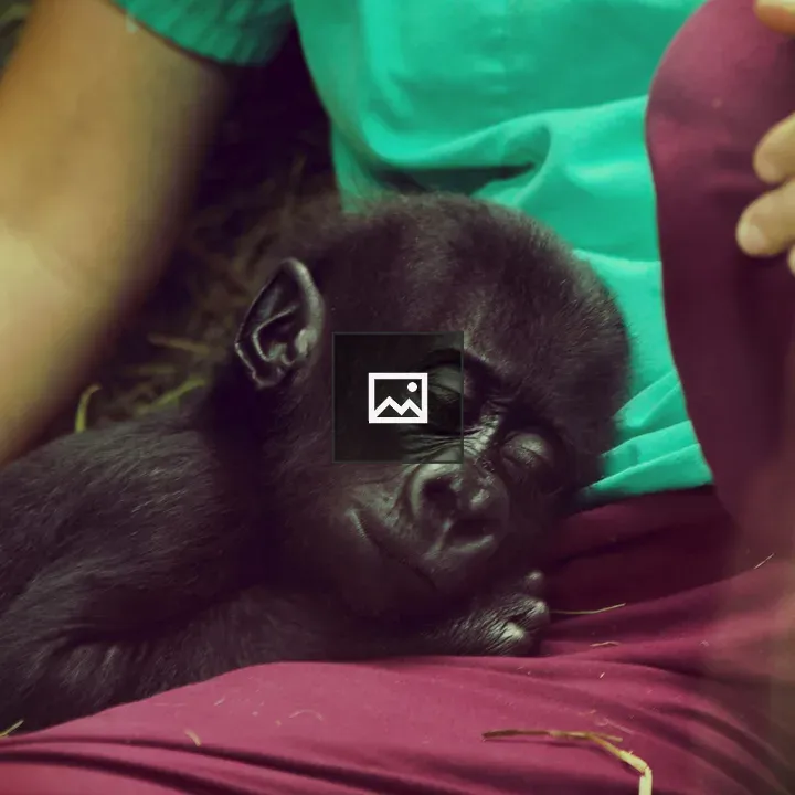 Baby Gorilla