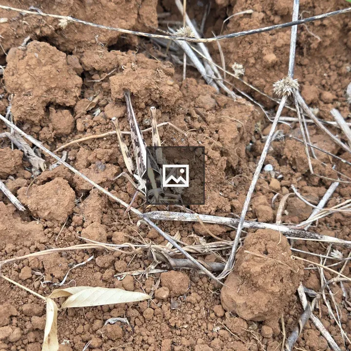 American grasshopper on dirt