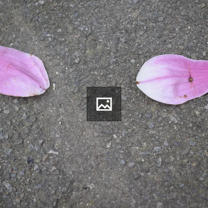 Purple flower petals on ground