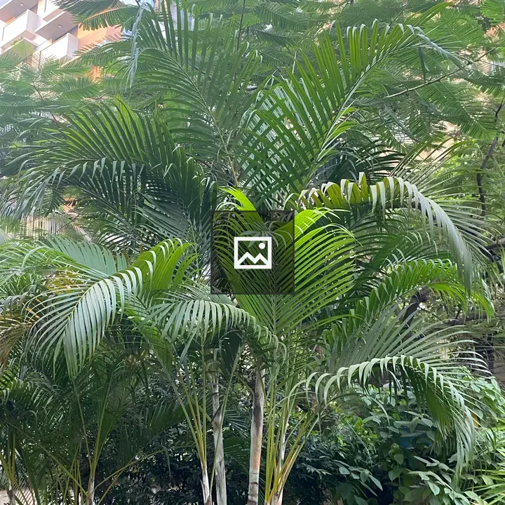 Palm Trees with Fronds