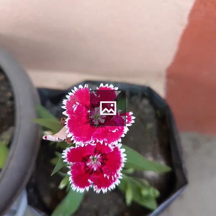 Pink flowers in pot