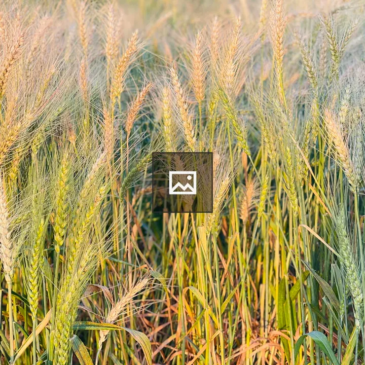 Sunlit Field of Wheat