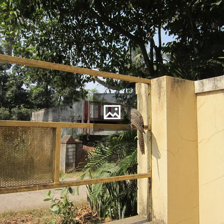 Asian Koel on yellow gate