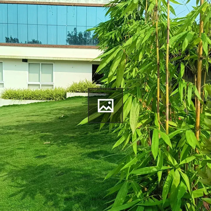 Small Bamboos on Green Field