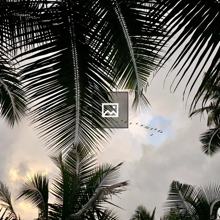 Birds in Formation Above Palms