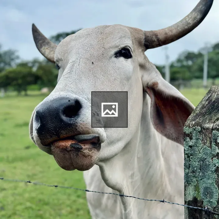 Close view of white ox
