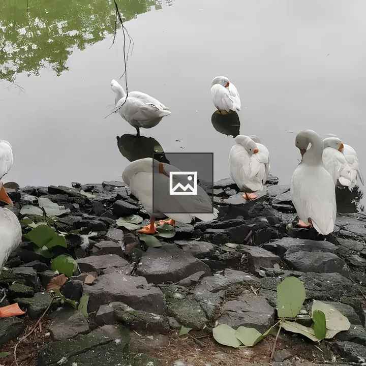 Group of white ducks on rocky shoreline