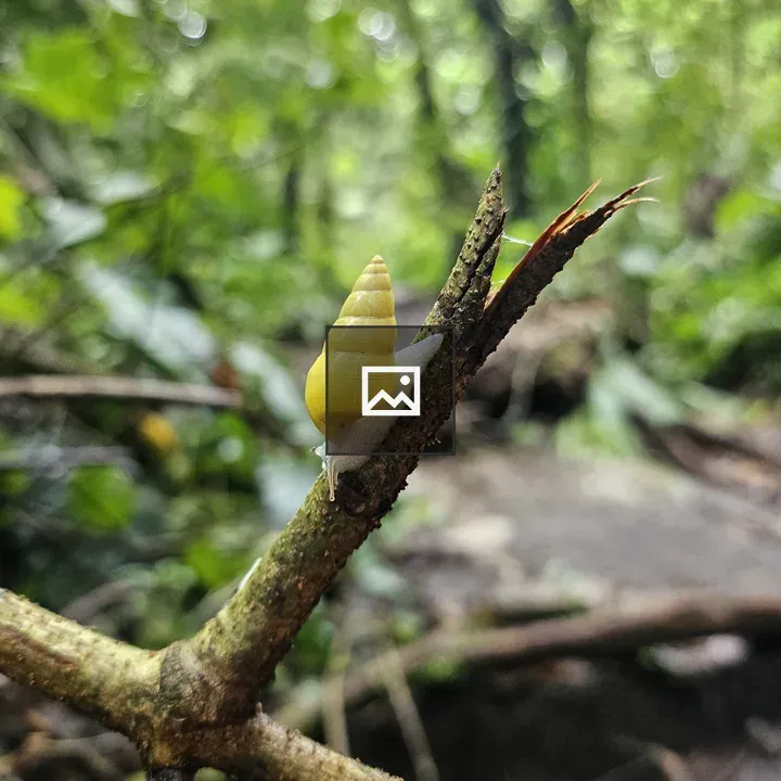 Small snail on branch