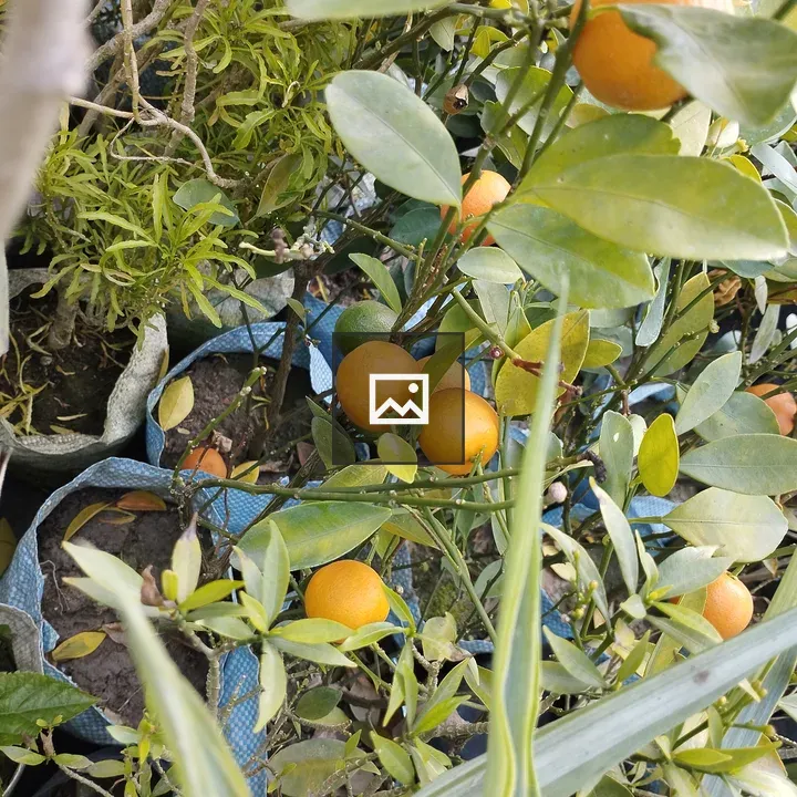 Orange fruits on potted trees