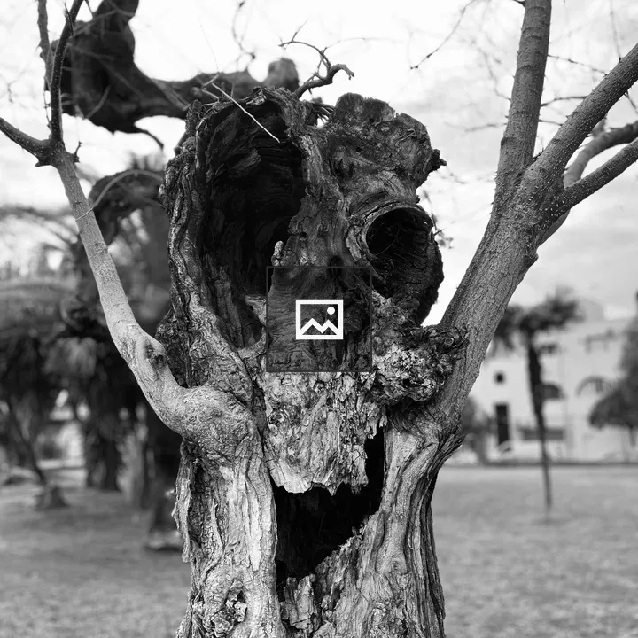 Tree face in black and white