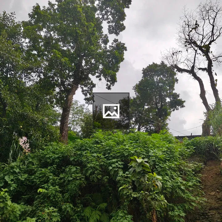 View of lush trees and greenery