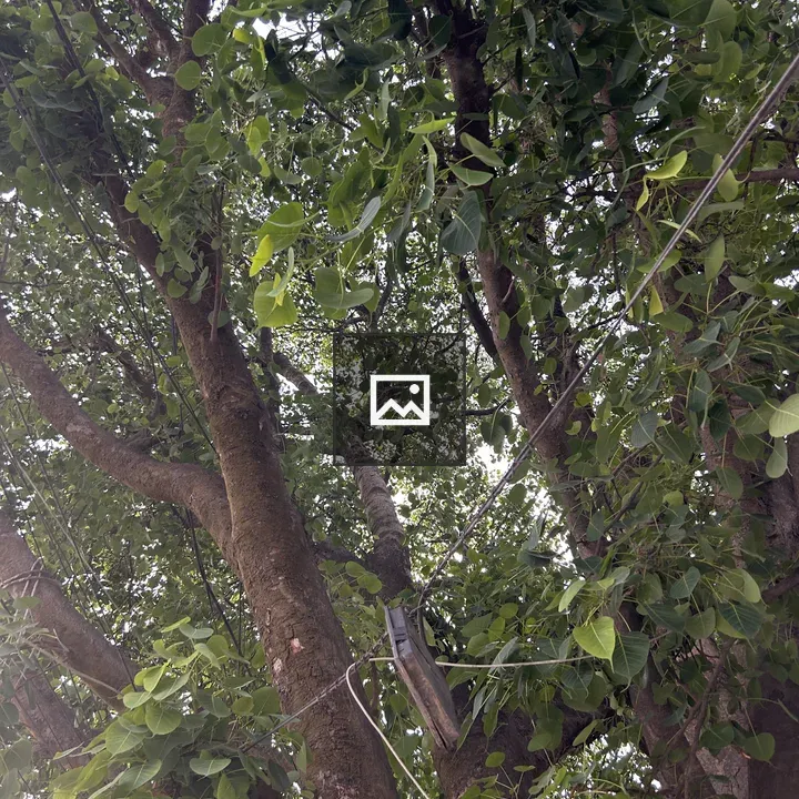 Leafy tree close-up