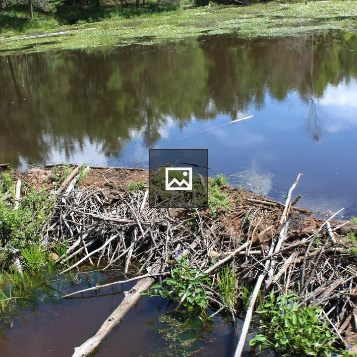 Beaver Dam at Saranac Lake