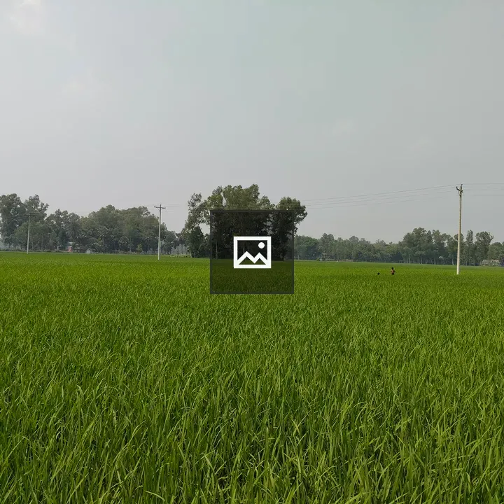 Green Paddy Field Under Cloudy Sky