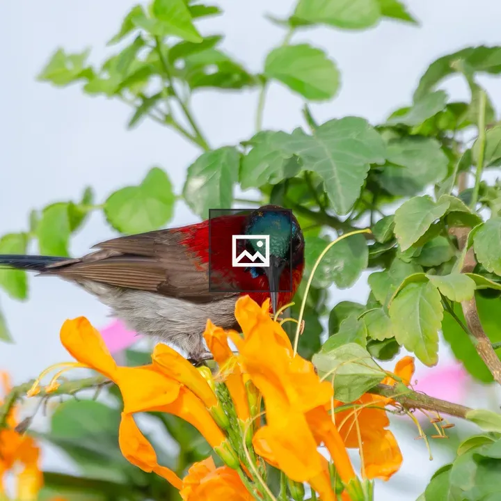 Purple-rumped Sunbird on Flowers