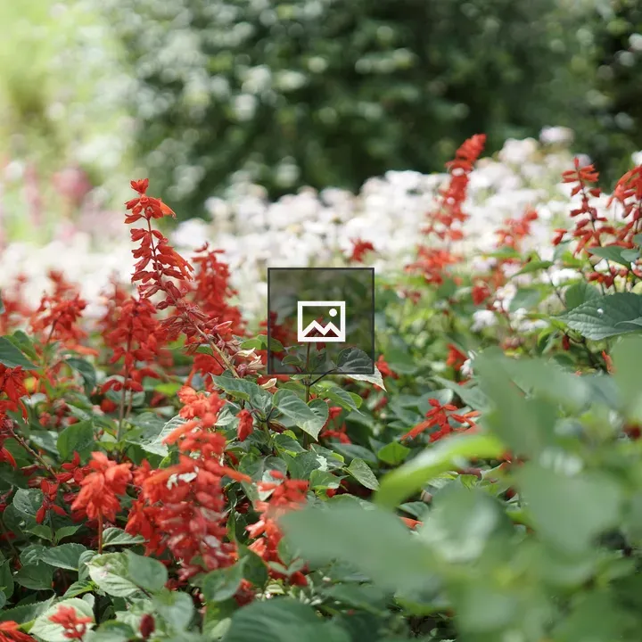 Salvia splendens with blooms