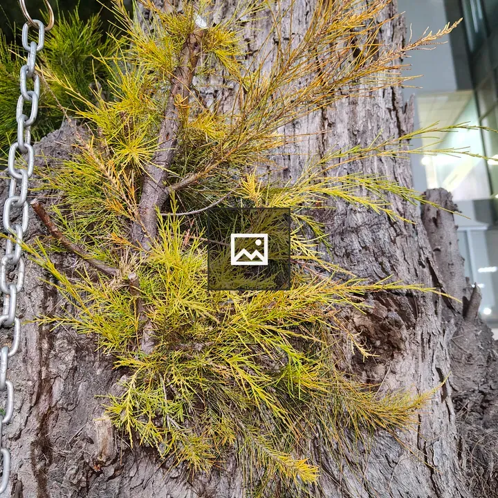 Small green and yellow foliage on tree bark