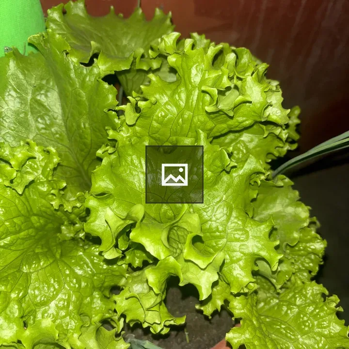 Close-up Lettuce Plant