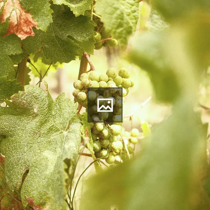 Grapes on Vine Cluster