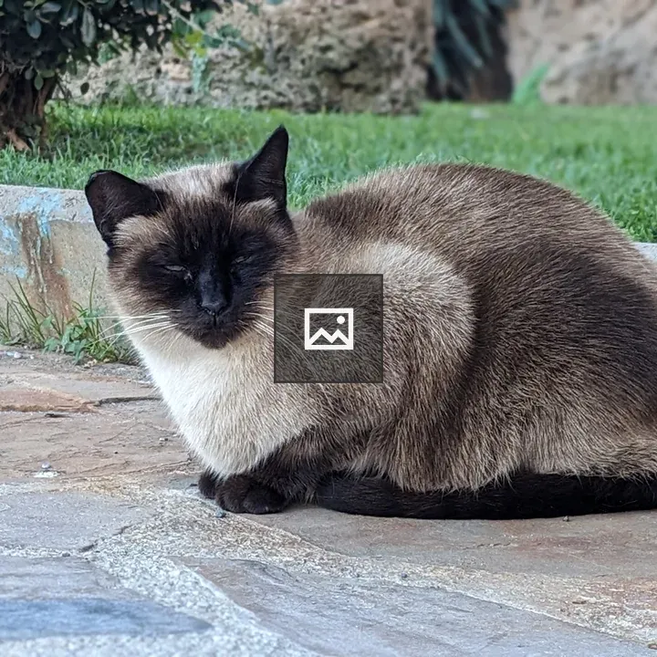 Siamese cat on stone path