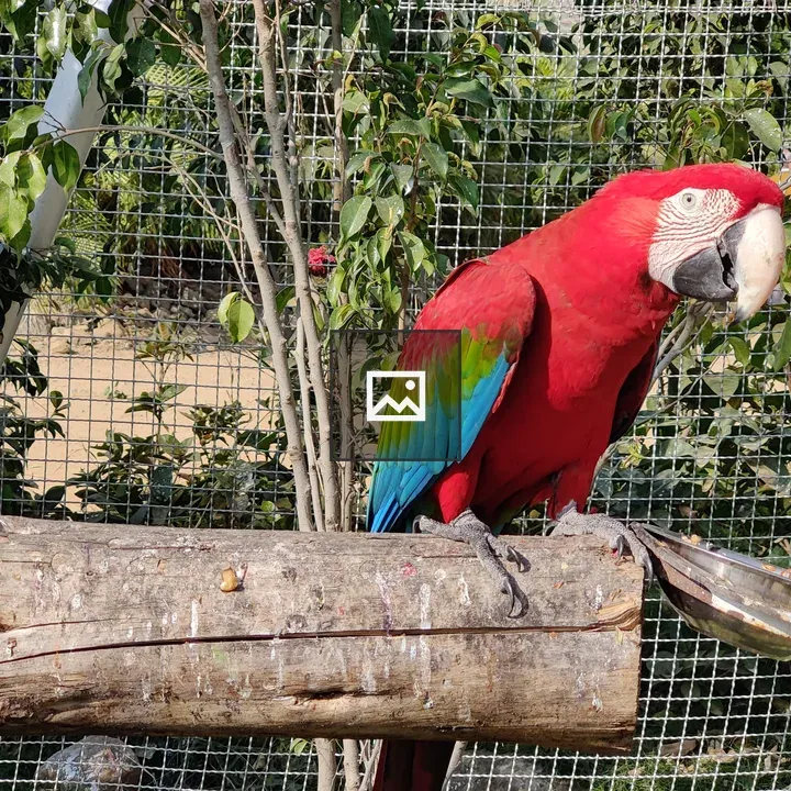 Red parrot with blue, yellow, and green wings