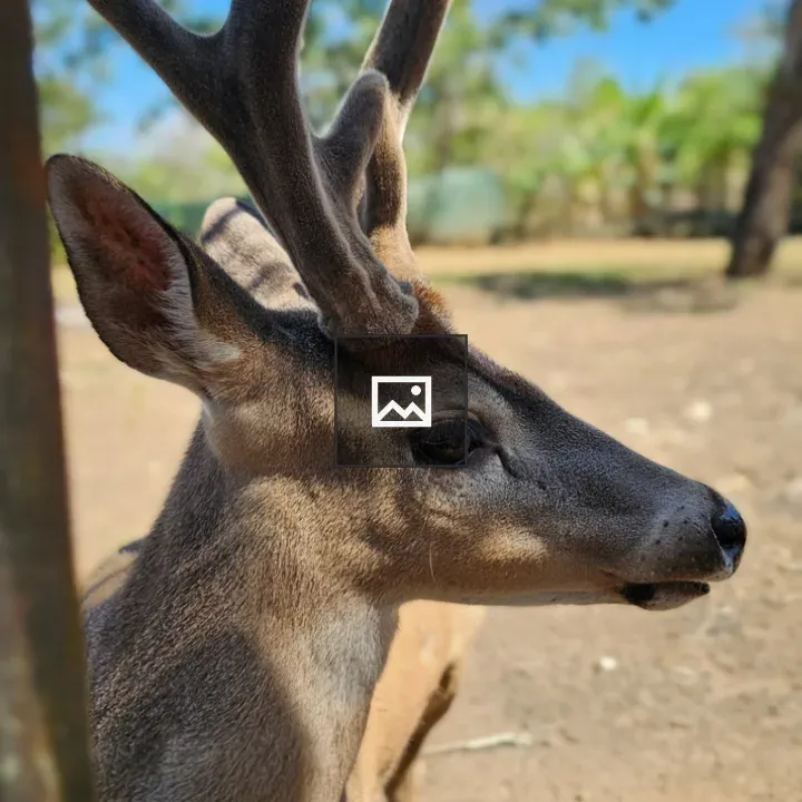Young deer with budding antlers