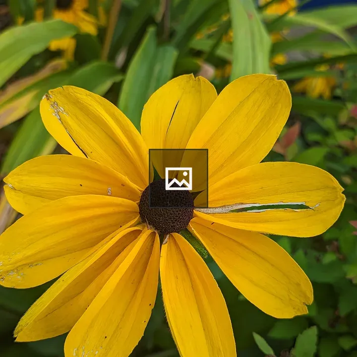 Very wide yellow flower