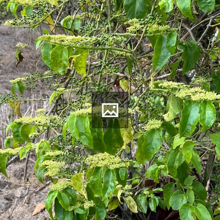 Climbing plant with berries and flowers
