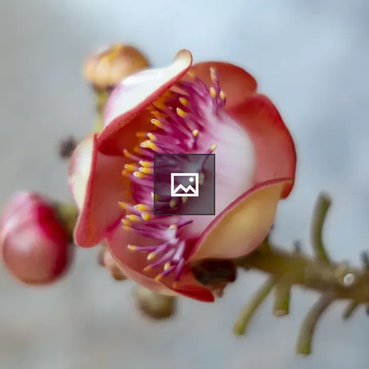 Cannonball Flower in Chiang Rai
