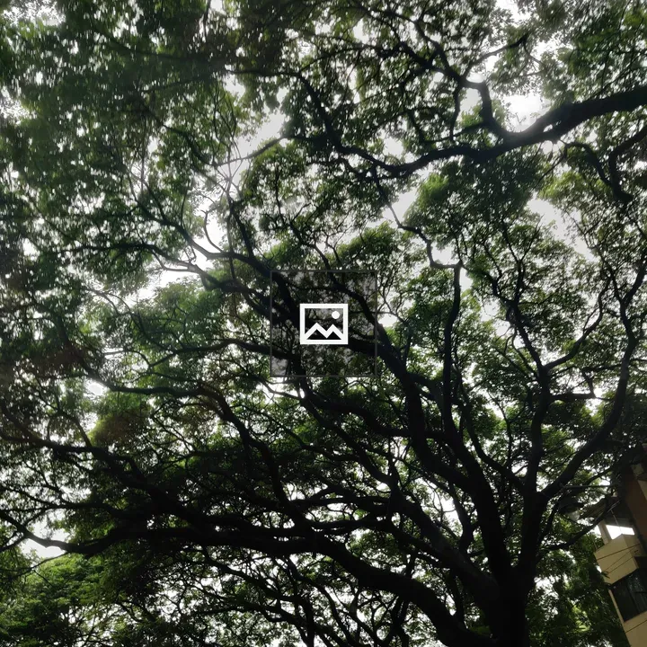 Sunlight Through Dense Trees