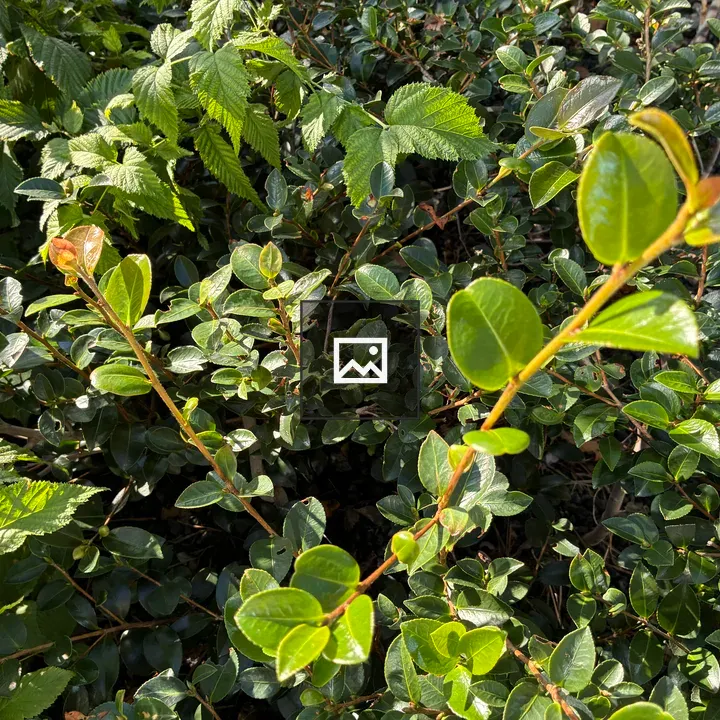 Close-up Leaves Scene