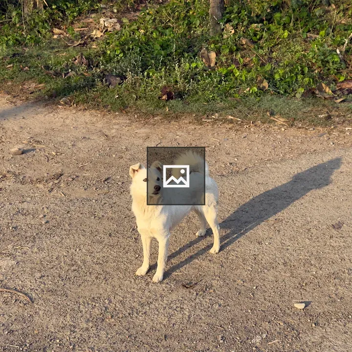 White dog on gravel path