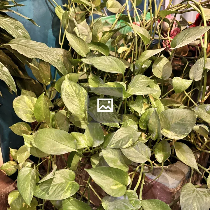 Close-up of lush indoor plants