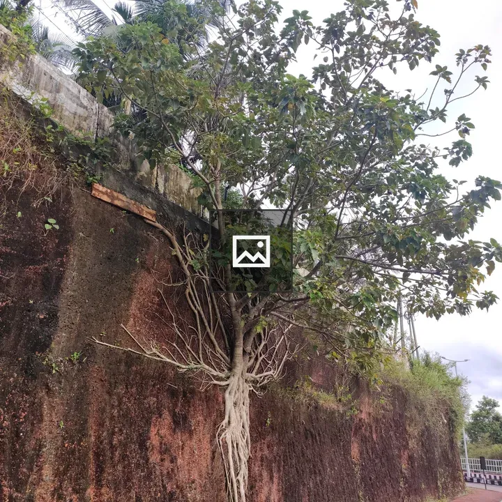 Slanting tree with exposed roots