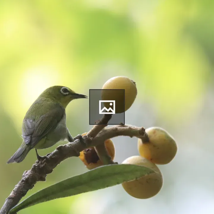 Ashy-bellied White-eye on Loquat