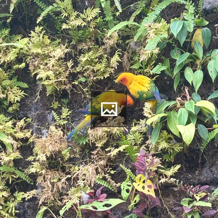 Two parrot birds foraging