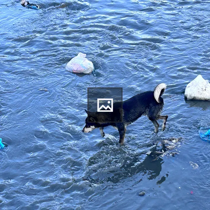 Black dog at the water