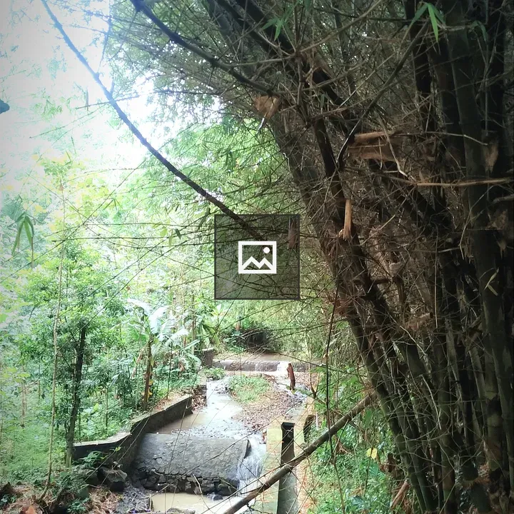 Bamboo and River
