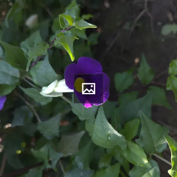 King’s Mantle Bloom