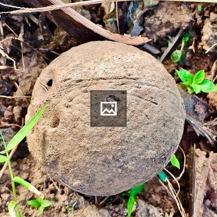 Coconut shell from Kerala