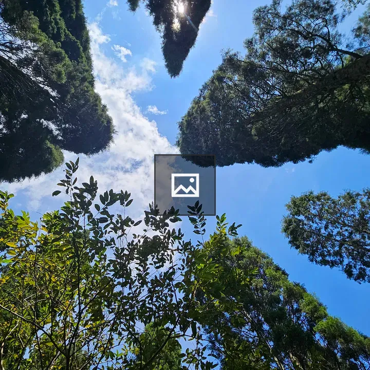 Tall trees skyward view