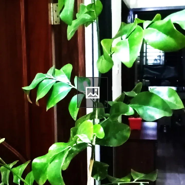 Satinwood orange jessamine flower