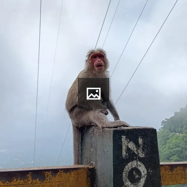 Monkey on a Rail